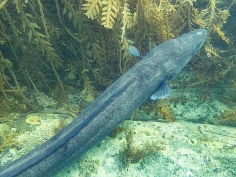 Conger eels