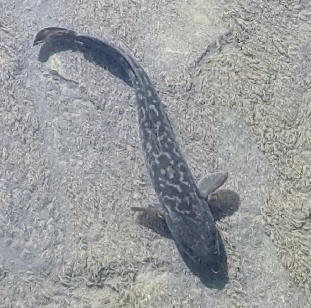 Burbot
