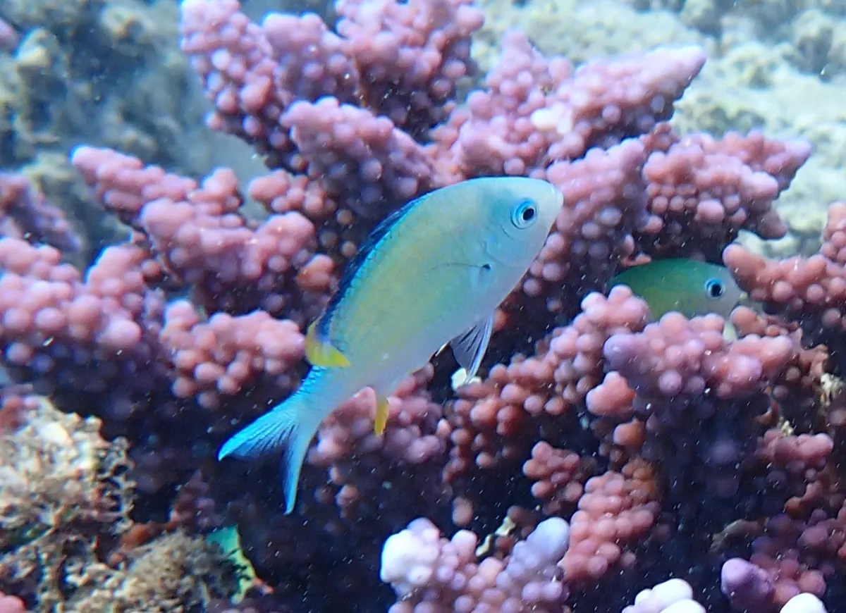 Blue green damselfish