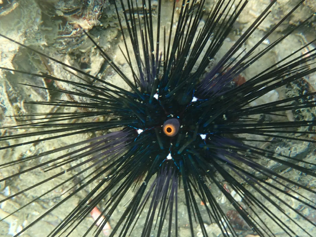 Long-spined sea urchin