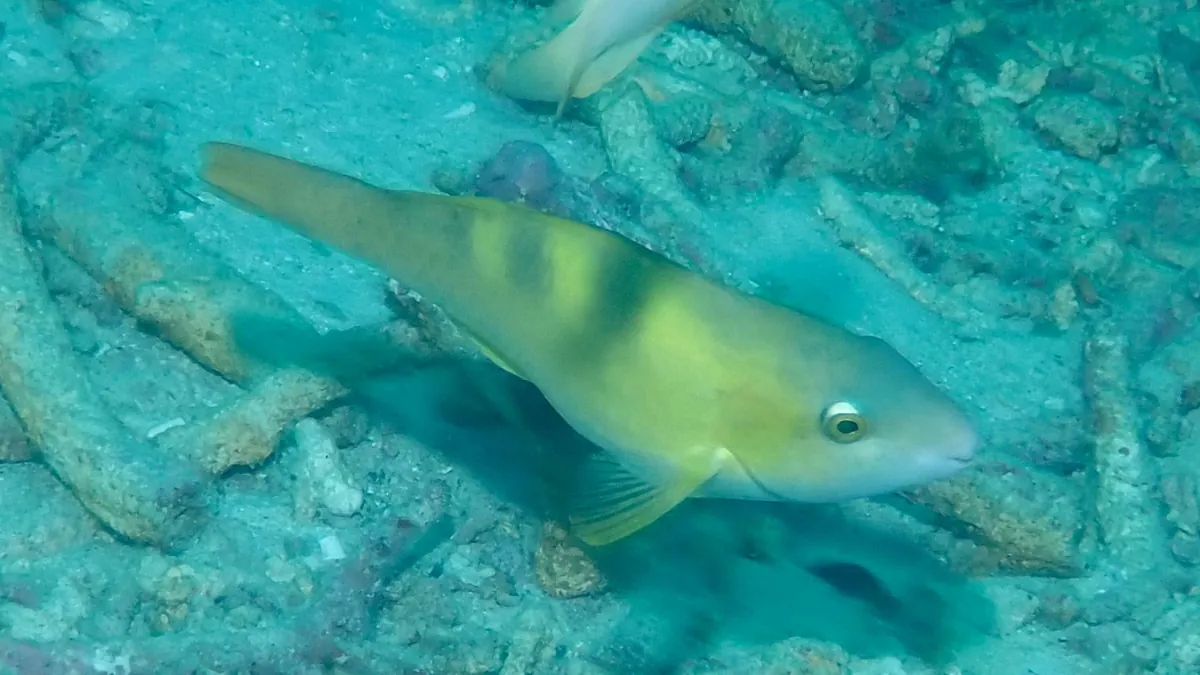 Yellowbarred Parrotfish