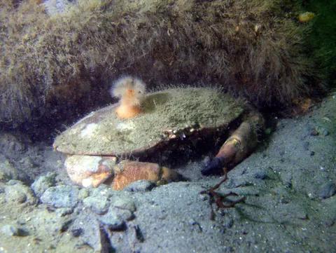 Edible Crab