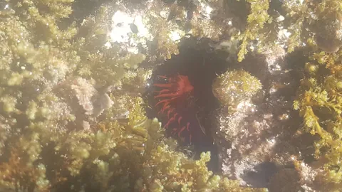 Mediterranean Beadlet Anemone