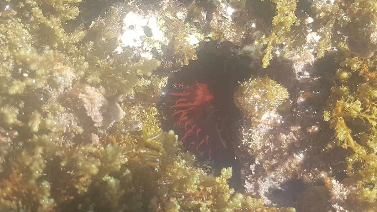 Mediterranean Beadlet Anemone
