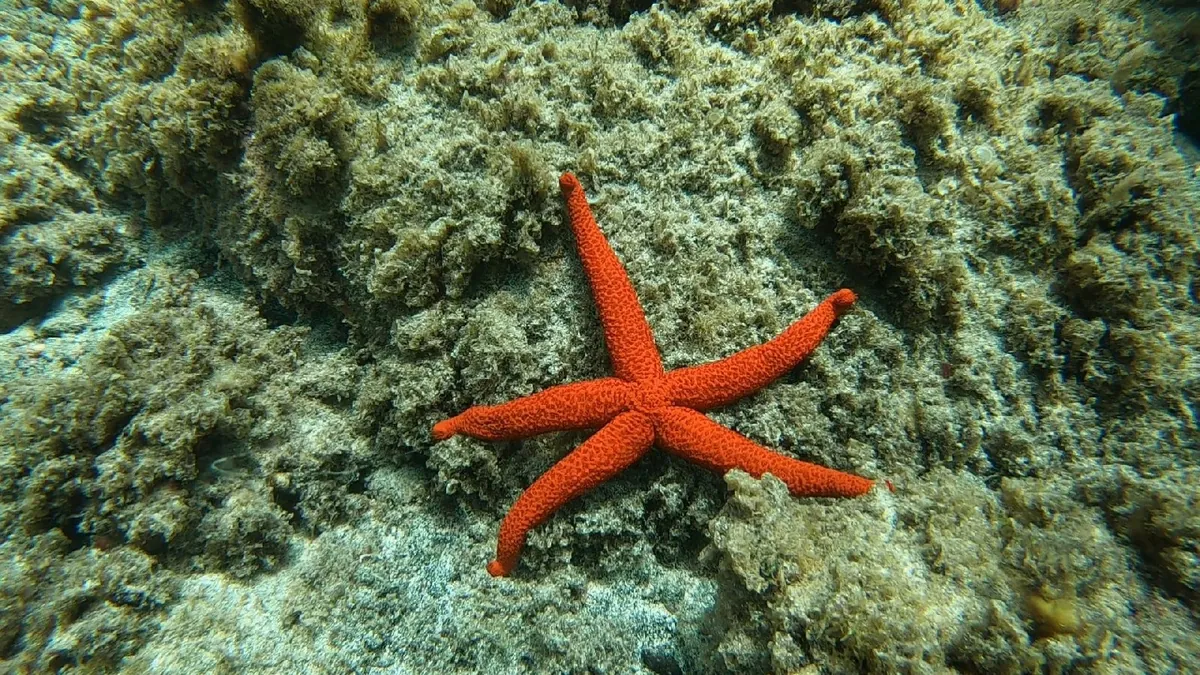 Mediterranean Red Sea Star