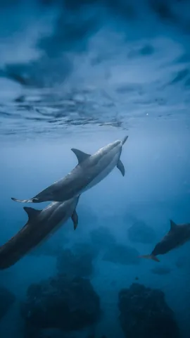 Dolphins