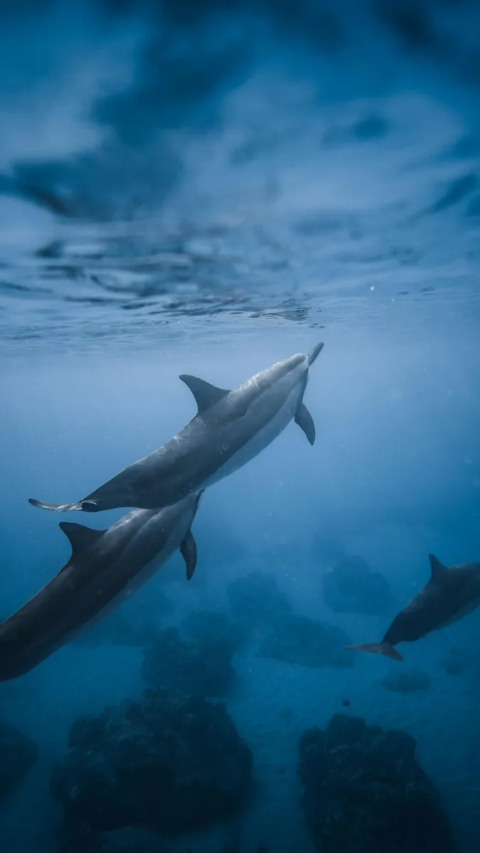 Dolphins