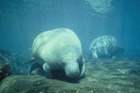 West Indian manatee