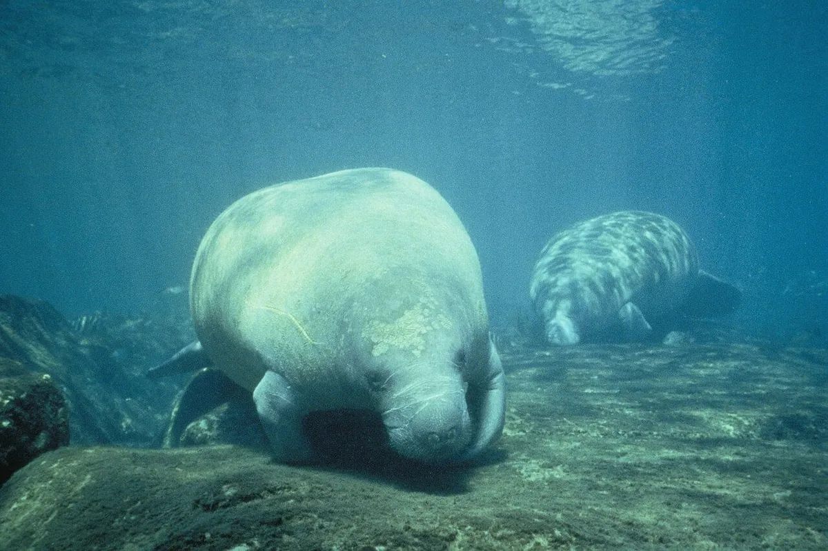 West Indian manatee