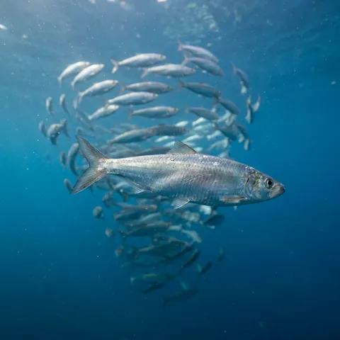 Pacific Herring