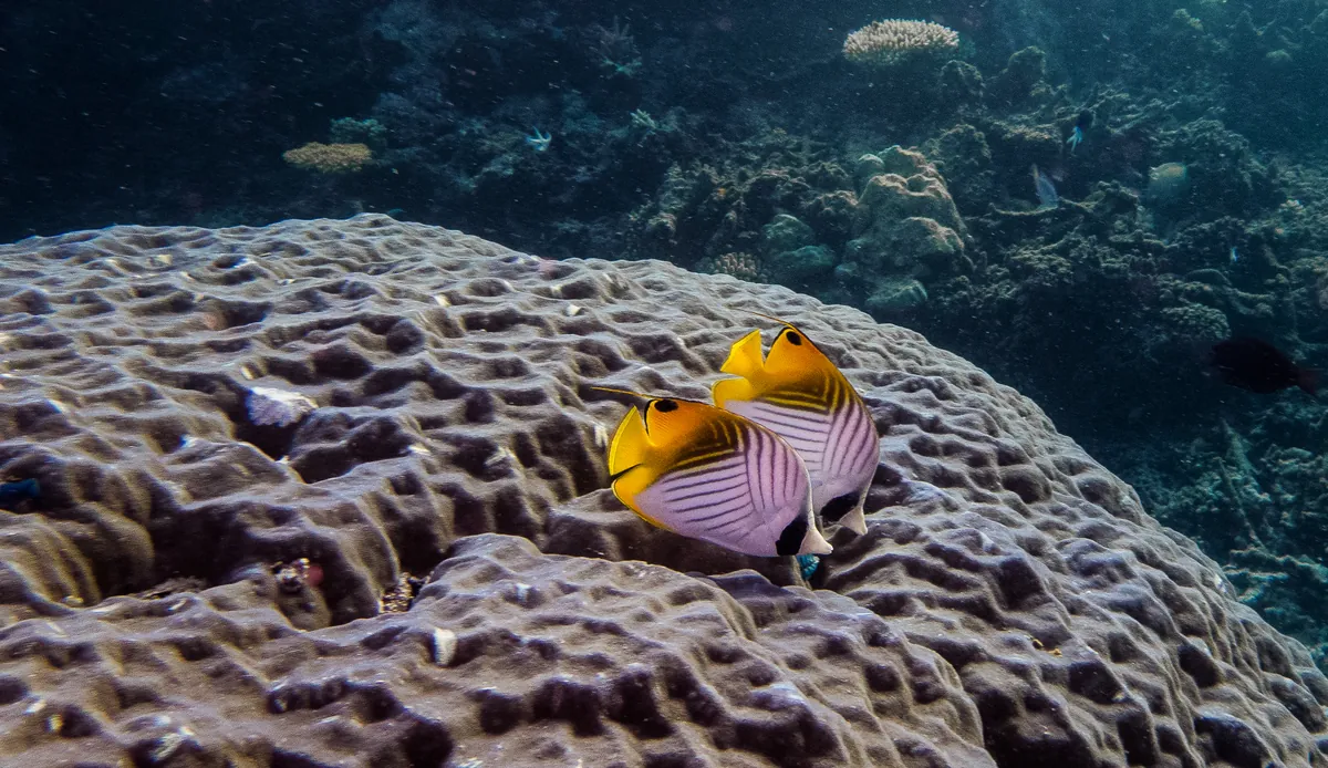 Threadfin butterflyfish