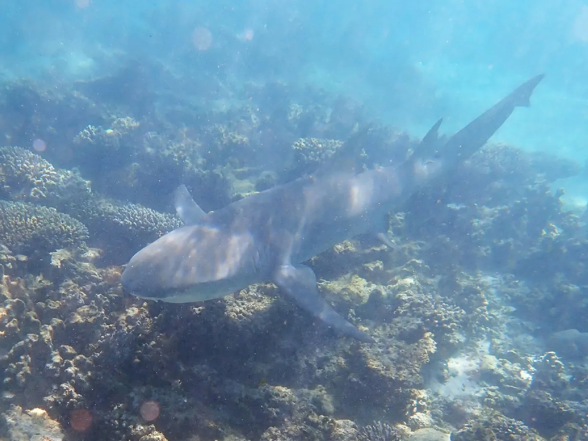 Sicklefin Lemon Shark