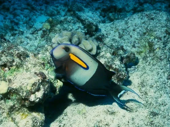 Orangespot surgeonfish