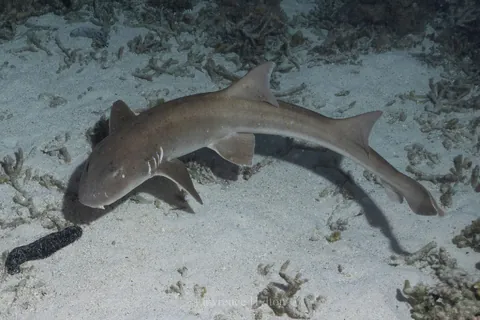Brownbanded bamboo shark