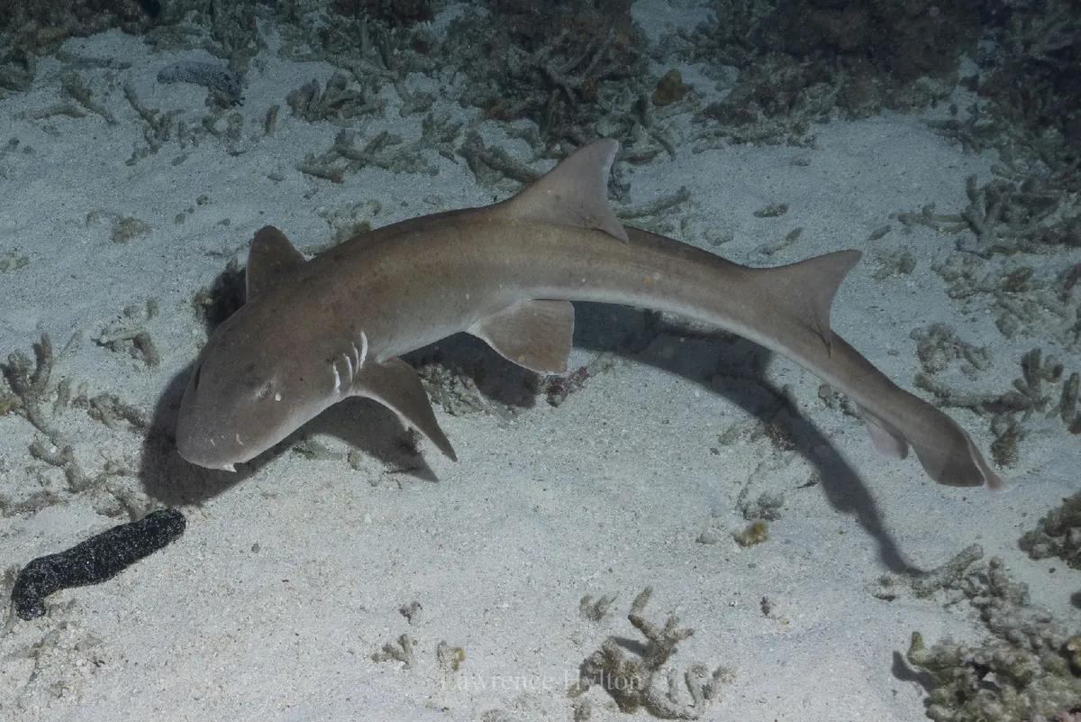 Brownbanded bamboo shark