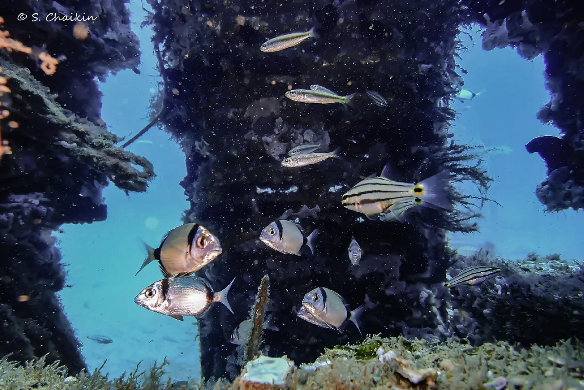 Cardinalfish