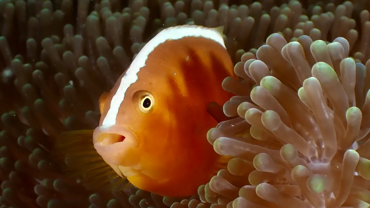 Yellow clownfish