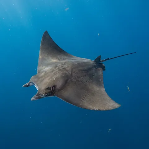 Munk's Pygmy Devil Ray