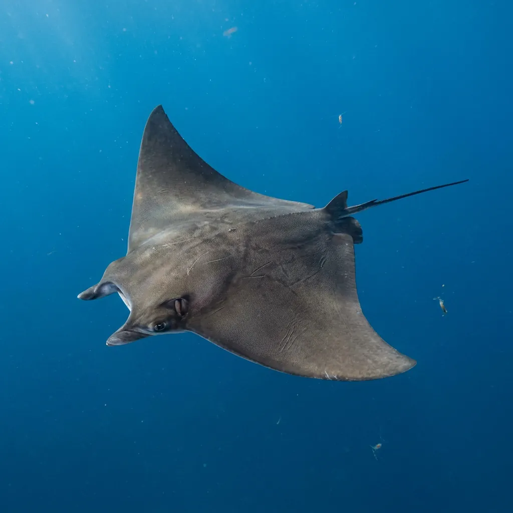 Munk's Pygmy Devil Ray