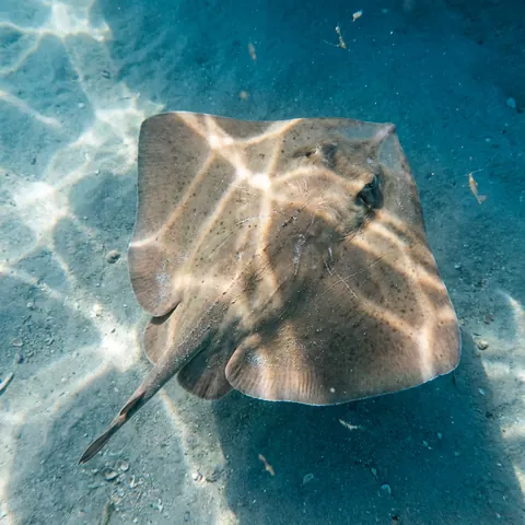 Lessa's Butterfly Ray