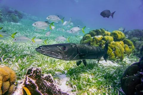 Barracudas
