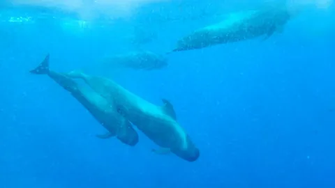 Pilot Whale
