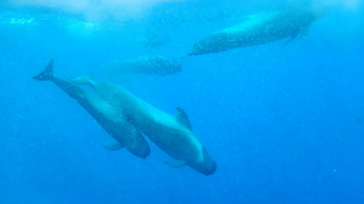 Pilot Whale