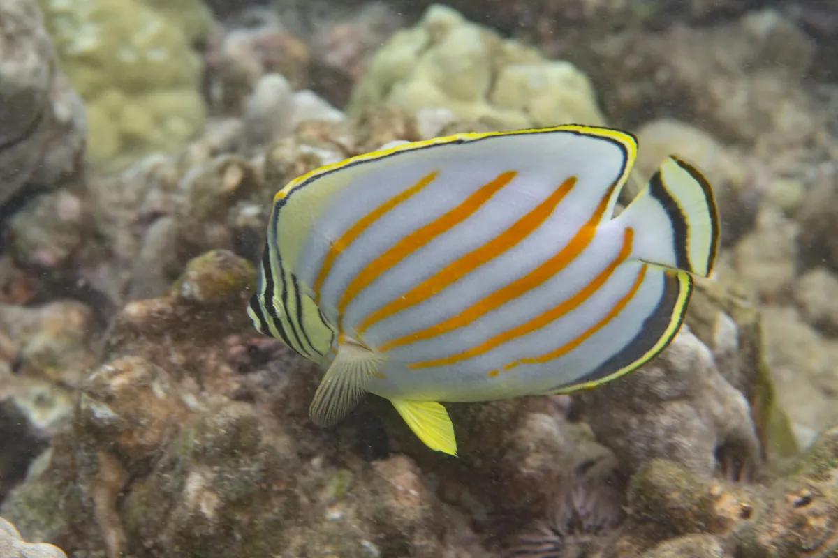 Ornate butterflyfish