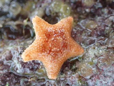 Cushion Star