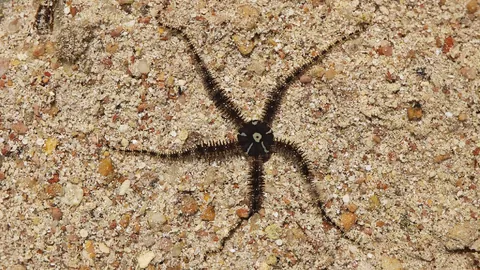 Lagoon Brittle Star