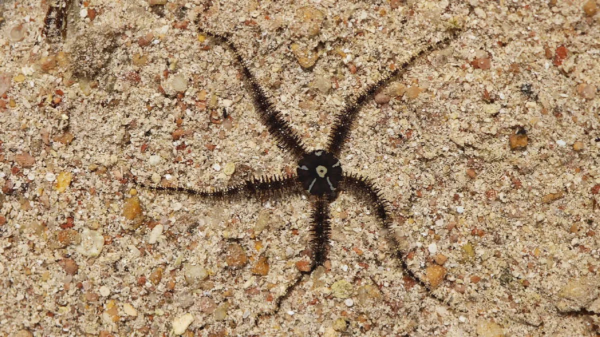 Lagoon Brittle Star