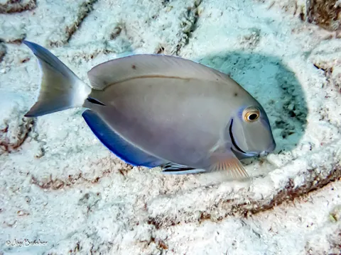 Caribbean Ocean Surgeonfish