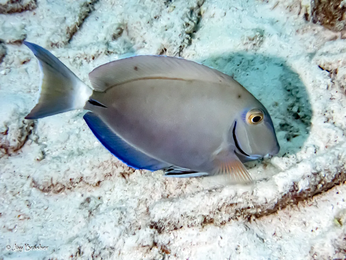 Caribbean Ocean Surgeonfish