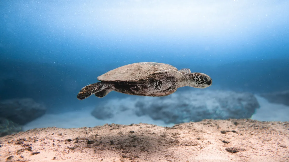 Sea turtles