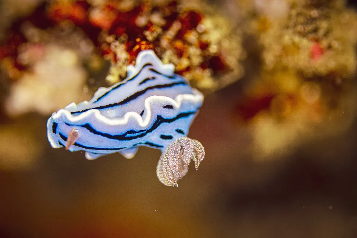 Nudibranchs
