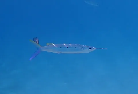 Black-barred halfbeak