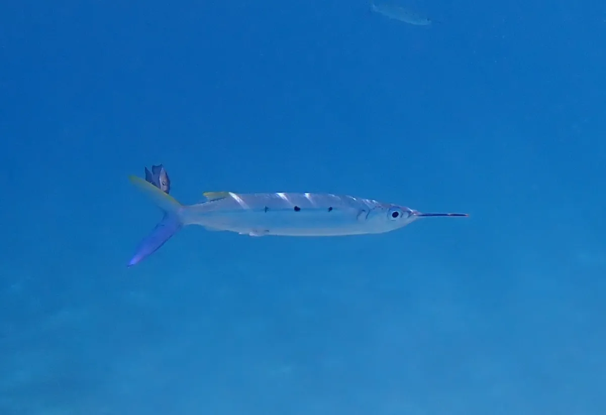 Black-barred halfbeak