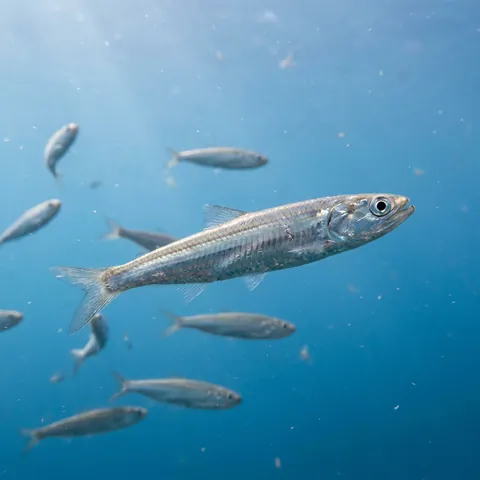 Striped Anchovy