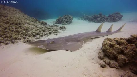 Blackchin guitarfish