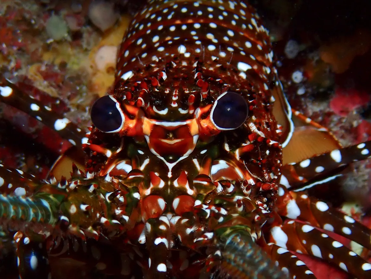Spotted Spiny Lobster