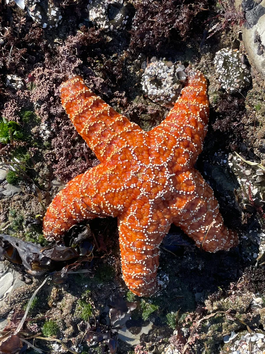 Starfish