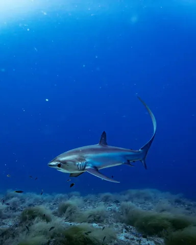 Pelagic Thresher Shark