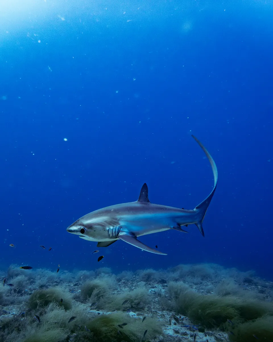Pelagic Thresher Shark