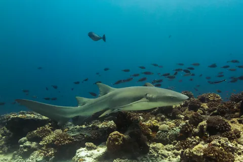 Tawny nurse shark