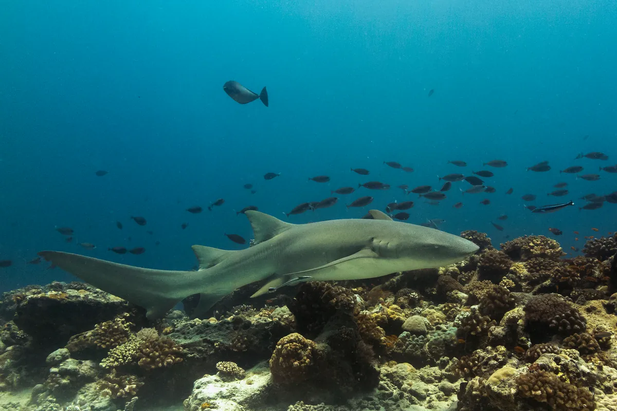 Tawny nurse shark