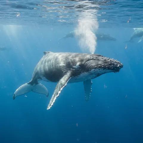 Humpback Whale