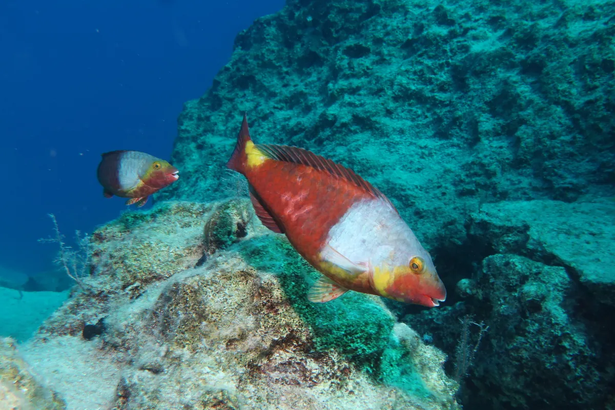 Mediterranean Parrotfish