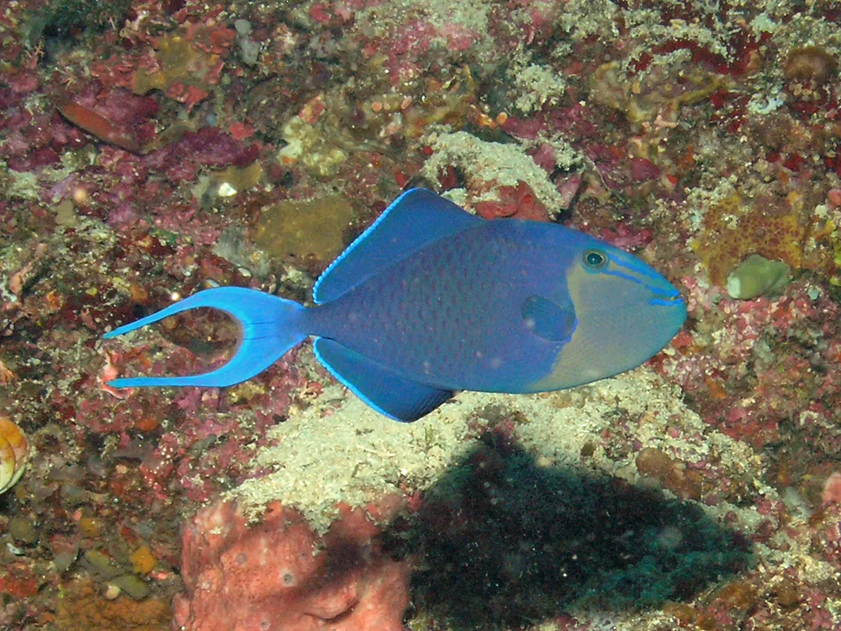 Red-toothed triggerfish