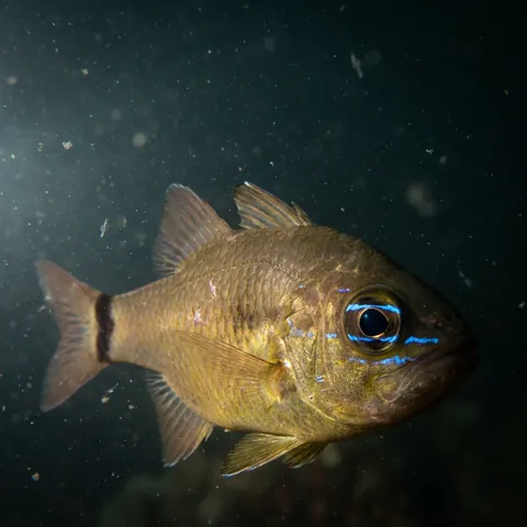 Ringtail Cardinalfish