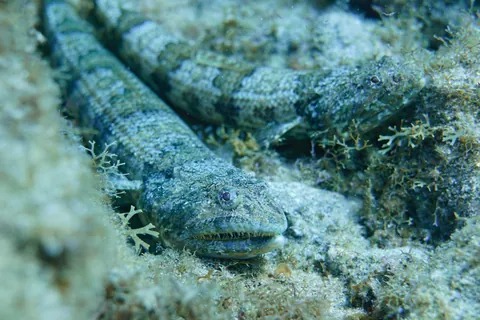 Diamond Lizardfish